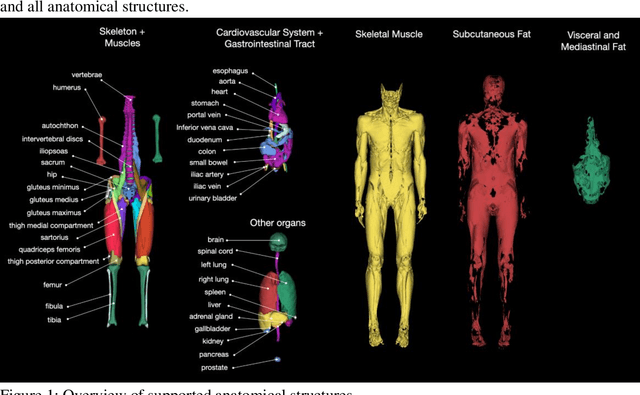 Figure 1 for TotalSegmentator MRI: Sequence-Independent Segmentation of 59 Anatomical Structures in MR images