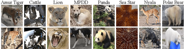 Figure 3 for An Individual Identity-Driven Framework for Animal Re-Identification