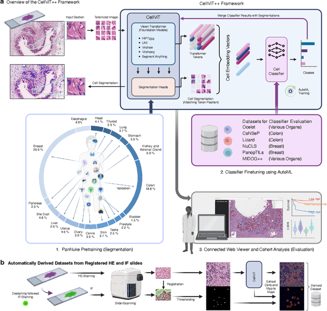 Figure 1 for CellViT++: Energy-Efficient and Adaptive Cell Segmentation and Classification Using Foundation Models