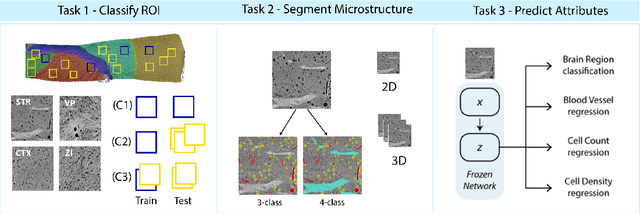 Figure 3 for MTNeuro: A Benchmark for Evaluating Representations of Brain Structure Across Multiple Levels of Abstraction