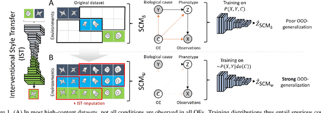 Figure 1 for Out of Distribution Generalization via Interventional Style Transfer in Single-Cell Microscopy