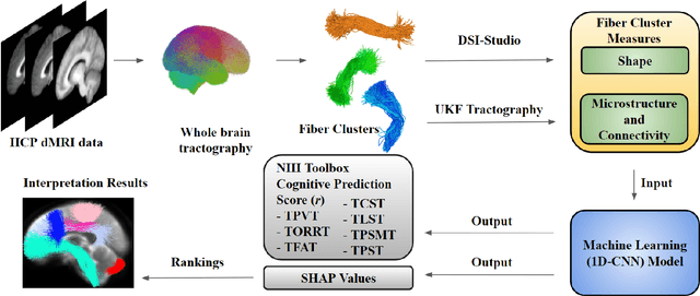 Figure 1 for The shape of the brain's connections is predictive of cognitive performance: an explainable machine learning study