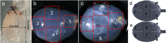Figure 1 for Quantifying Smooth Muscles Regional Organization in the Rat Bladder Using Immunohistochemistry, Multiphoton Microscopy and Machine Learning