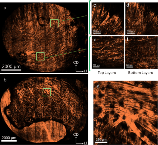 Figure 2 for Quantifying Smooth Muscles Regional Organization in the Rat Bladder Using Immunohistochemistry, Multiphoton Microscopy and Machine Learning