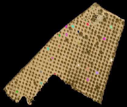 Figure 4 for Olive Tree Satellite Image Segmentation Based On SAM and Multi-Phase Refinement