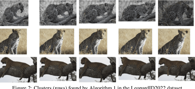 Figure 3 for WildlifeReID-10k: Wildlife re-identification dataset with 10k individual animals