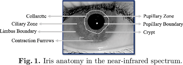 Figure 1 for Iris-SAM: Iris Segmentation Using a Foundational Model