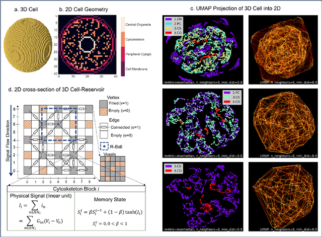 Figure 3 for Modeling non-genetic information dynamics in cells using reservoir computing