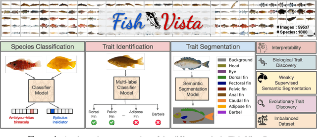 Figure 1 for Fish-Vista: A Multi-Purpose Dataset for Understanding & Identification of Traits from Images