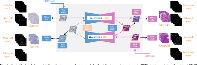 Figure 2 for Histology Virtual Staining with Mask-Guided Adversarial Transfer Learning for Tertiary Lymphoid Structure Detection