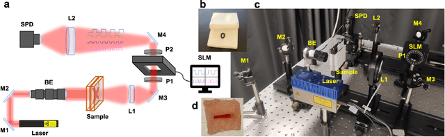 Figure 3 for Space-Time Encoded Modulation for High-Fidelity Diffuse Optical Imaging