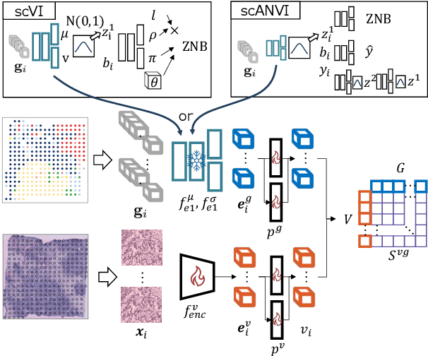 Figure 3 for Towards Spatial Transcriptomics-guided Pathological Image Recognition with Batch-Agnostic Encoder