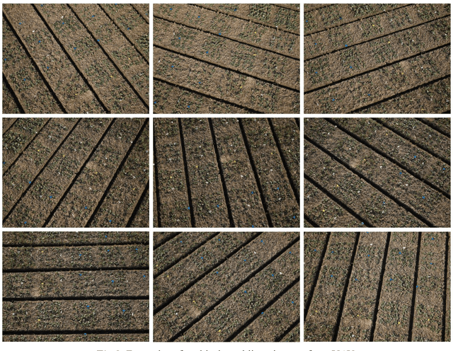 Figure 4 for Biomass phenotyping of oilseed rape through UAV multi-view oblique imaging with 3DGS and SAM model