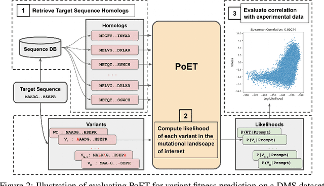 Figure 3 for PoET: A generative model of protein families as sequences-of-sequences