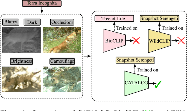 Figure 1 for CATALOG: A Camera Trap Language-guided Contrastive Learning Model