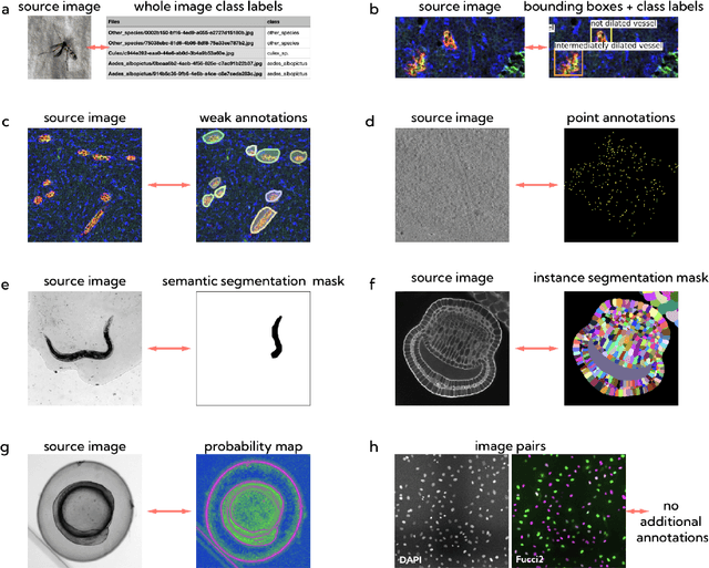 Figure 2 for MIFA: Metadata, Incentives, Formats, and Accessibility guidelines to improve the reuse of AI datasets for bioimage analysis