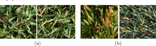 Figure 1 for BBoxCut: A Targeted Data Augmentation Technique for Enhancing Wheat Head Detection Under Occlusions