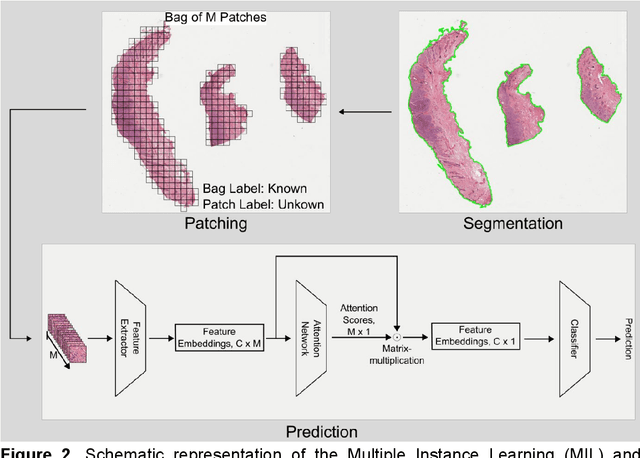 Figure 3 for Deep Learning model predicts the c-Kit-11 mutational status of canine cutaneous mast cell tumors by HE stained histological slides