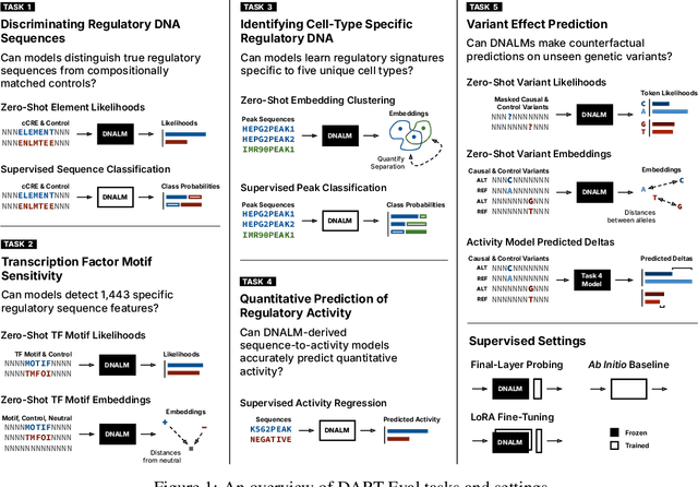 Figure 1 for DART-Eval: A Comprehensive DNA Language Model Evaluation Benchmark on Regulatory DNA