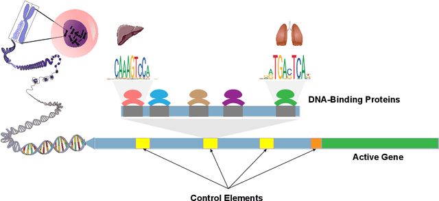 Figure 3 for DART-Eval: A Comprehensive DNA Language Model Evaluation Benchmark on Regulatory DNA