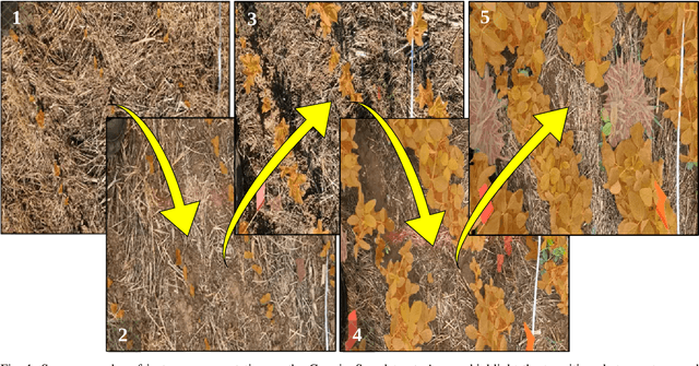 Figure 1 for From Seedling to Harvest: The GrowingSoy Dataset for Weed Detection in Soy Crops via Instance Segmentation