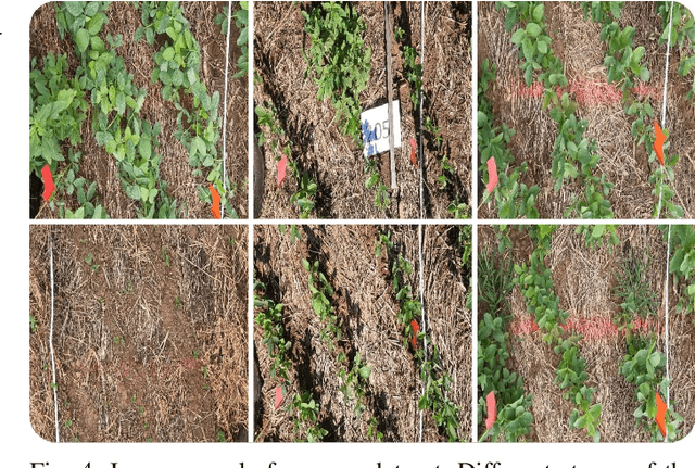 Figure 4 for From Seedling to Harvest: The GrowingSoy Dataset for Weed Detection in Soy Crops via Instance Segmentation