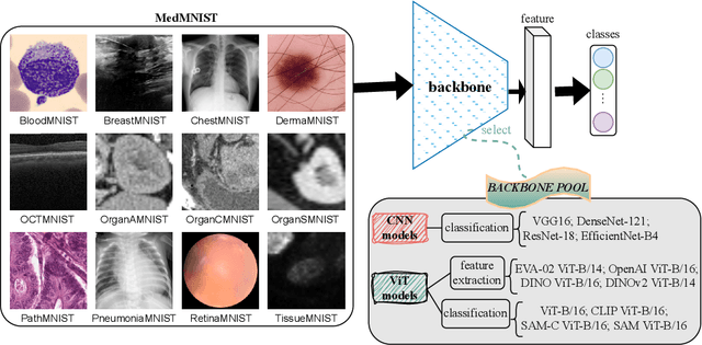 Figure 1 for Rethinking Foundation Models for Medical Image Classification through a Benchmark Study on MedMNIST