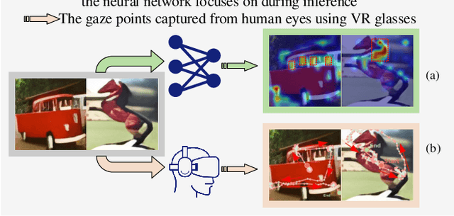 Figure 1 for Gaze-Guided Learning: Avoiding Shortcut Bias in Visual Classification