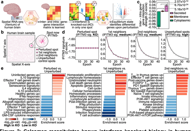 Figure 2 for Celcomen: spatial causal disentanglement for single-cell and tissue perturbation modeling