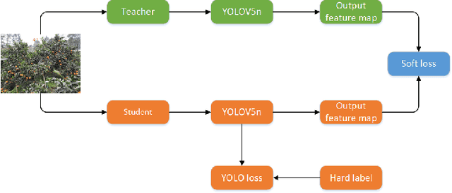 Figure 2 for Yield Evaluation of Citrus Fruits based on the YoloV5 compressed by Knowledge Distillation
