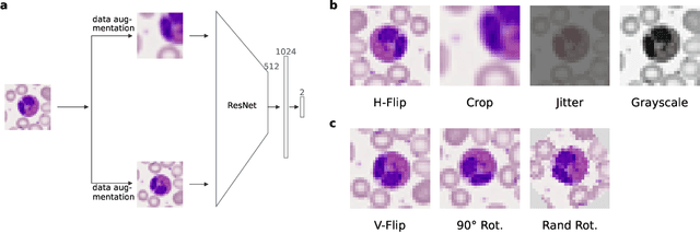 Figure 1 for Self-supervised Visualisation of Medical Image Datasets