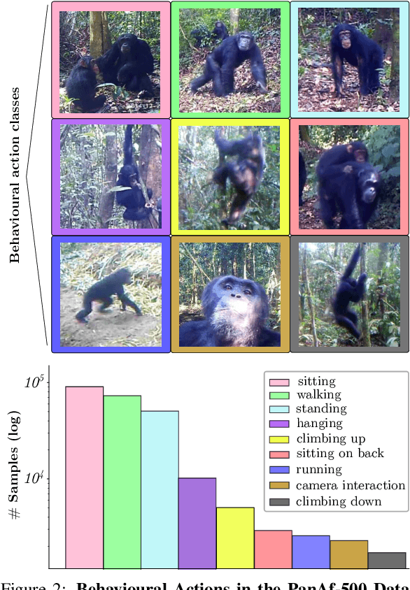 Figure 3 for Triple-stream Deep Metric Learning of Great Ape Behavioural Actions