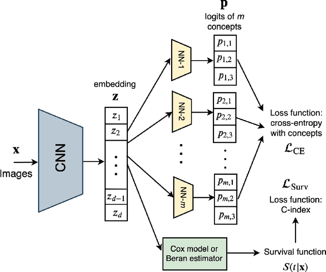 Figure 2 for Survival Concept-Based Learning Models