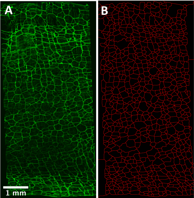 Figure 1 for Generative modeling of the enteric nervous system employing point pattern analysis and graph construction