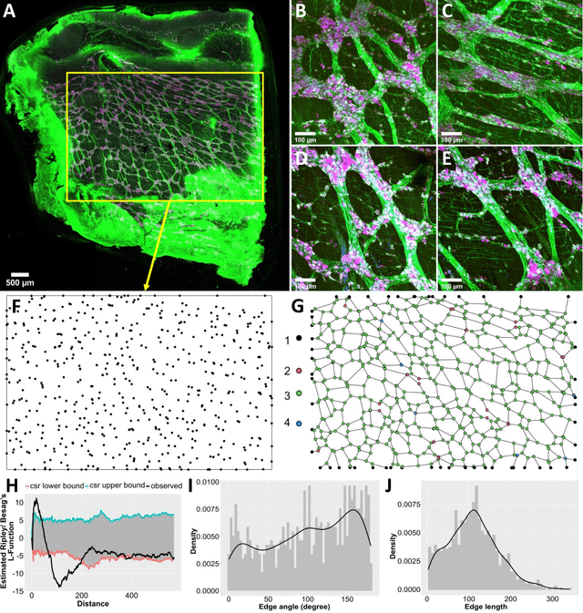 Figure 3 for Generative modeling of the enteric nervous system employing point pattern analysis and graph construction