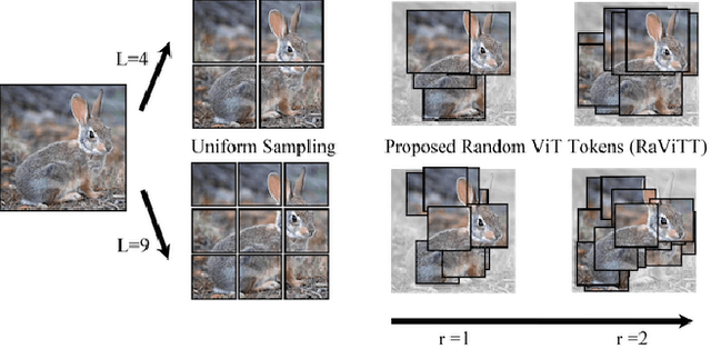 Figure 1 for RaViTT: Random Vision Transformer Tokens