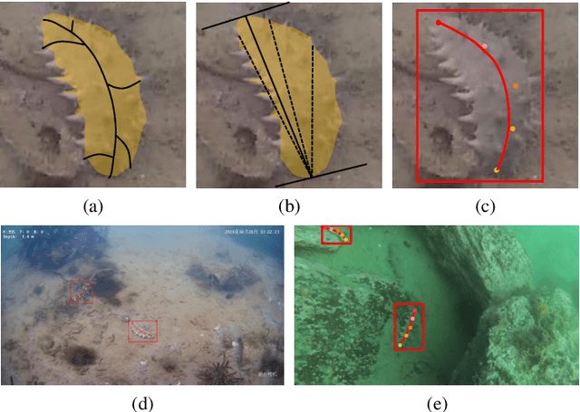 Figure 1 for Towards the in-situ Trunk Identification and Length Measurement of Sea Cucumbers via Bézier Curve Modelling