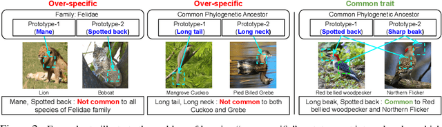 Figure 2 for What Do You See in Common? Learning Hierarchical Prototypes over Tree-of-Life to Discover Evolutionary Traits