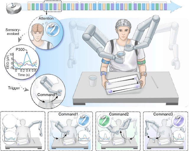 Figure 1 for Intuitive control of supernumerary robotic limbs through a tactile-encoded neural interface