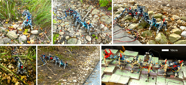 Figure 1 for Probabilistic approach to feedback control enhances multi-legged locomotion on rugged landscapes