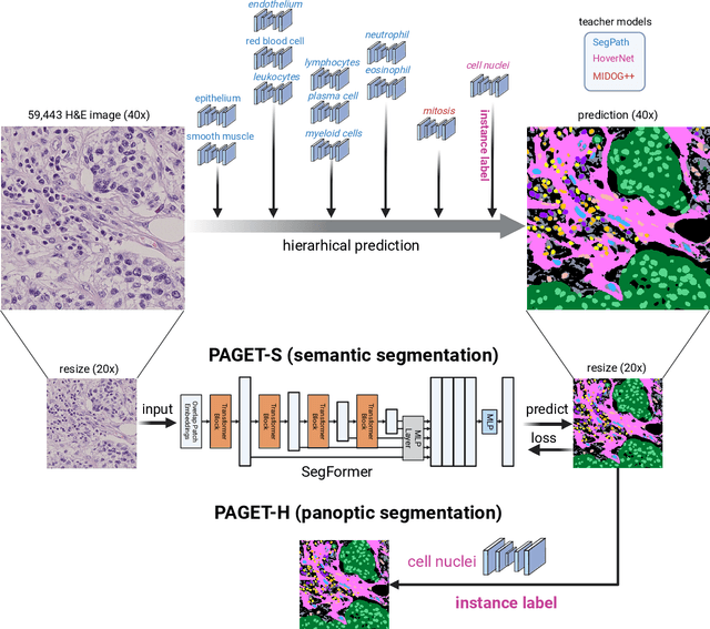 Figure 2 for Comprehensive Pathological Image Segmentation via Teacher Aggregation for Tumor Microenvironment Analysis