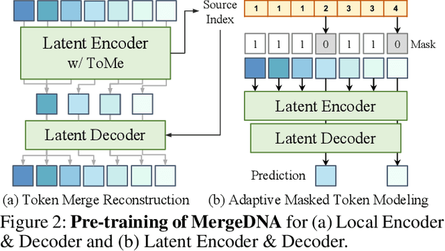 Figure 3 for MergeDNA: Context-aware Genome Modeling with Dynamic Tokenization through Token Merging