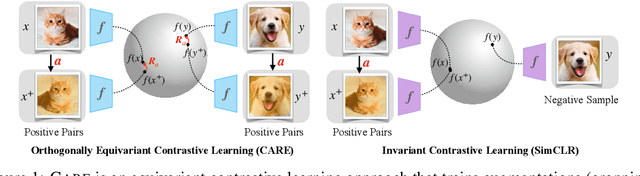 Figure 1 for Structuring Representation Geometry with Rotationally Equivariant Contrastive Learning