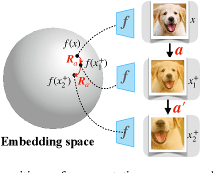 Figure 4 for Structuring Representation Geometry with Rotationally Equivariant Contrastive Learning