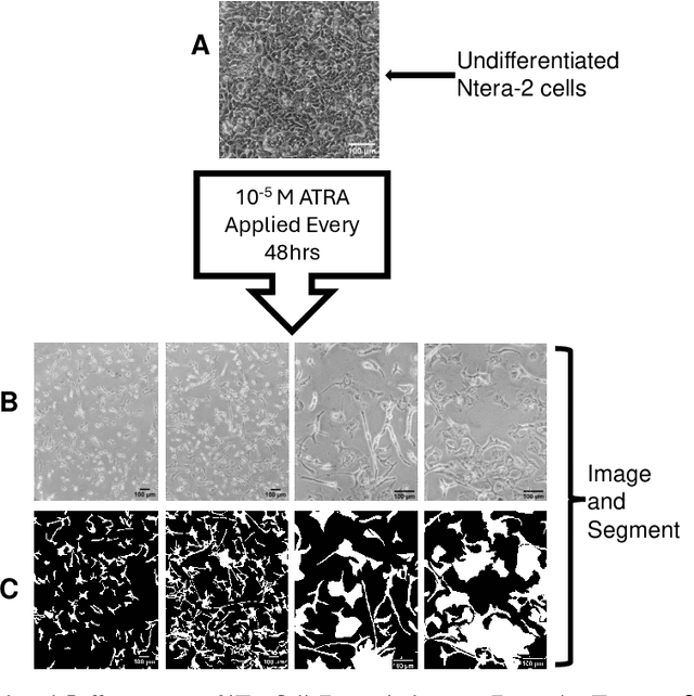 Figure 1 for MorphoSeg: An Uncertainty-Aware Deep Learning Method for Biomedical Segmentation of Complex Cellular Morphologies