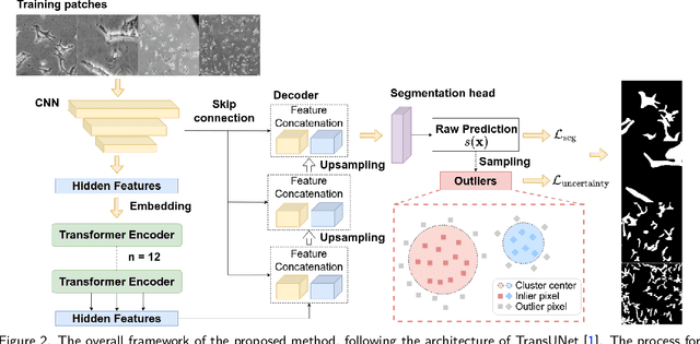 Figure 3 for MorphoSeg: An Uncertainty-Aware Deep Learning Method for Biomedical Segmentation of Complex Cellular Morphologies