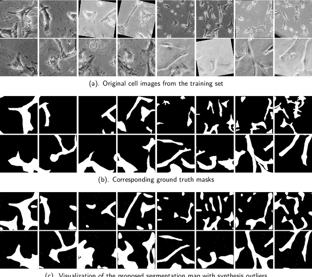 Figure 4 for MorphoSeg: An Uncertainty-Aware Deep Learning Method for Biomedical Segmentation of Complex Cellular Morphologies