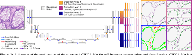 Figure 4 for CISCA and CytoDArk0: a Cell Instance Segmentation and Classification method for histo(patho)logical image Analyses and a new, open, Nissl-stained dataset for brain cytoarchitecture studies
