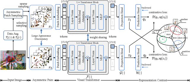 Figure 3 for Asymmetric Patch Sampling for Contrastive Learning