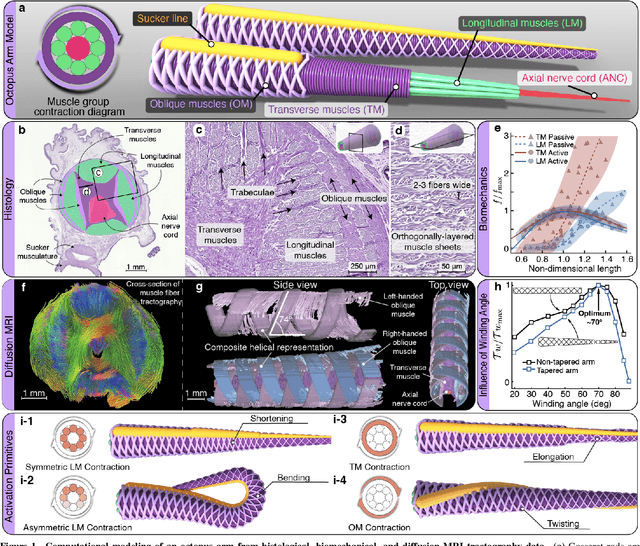 Figure 1 for Topology, dynamics, and control of an octopus-analog muscular hydrostat